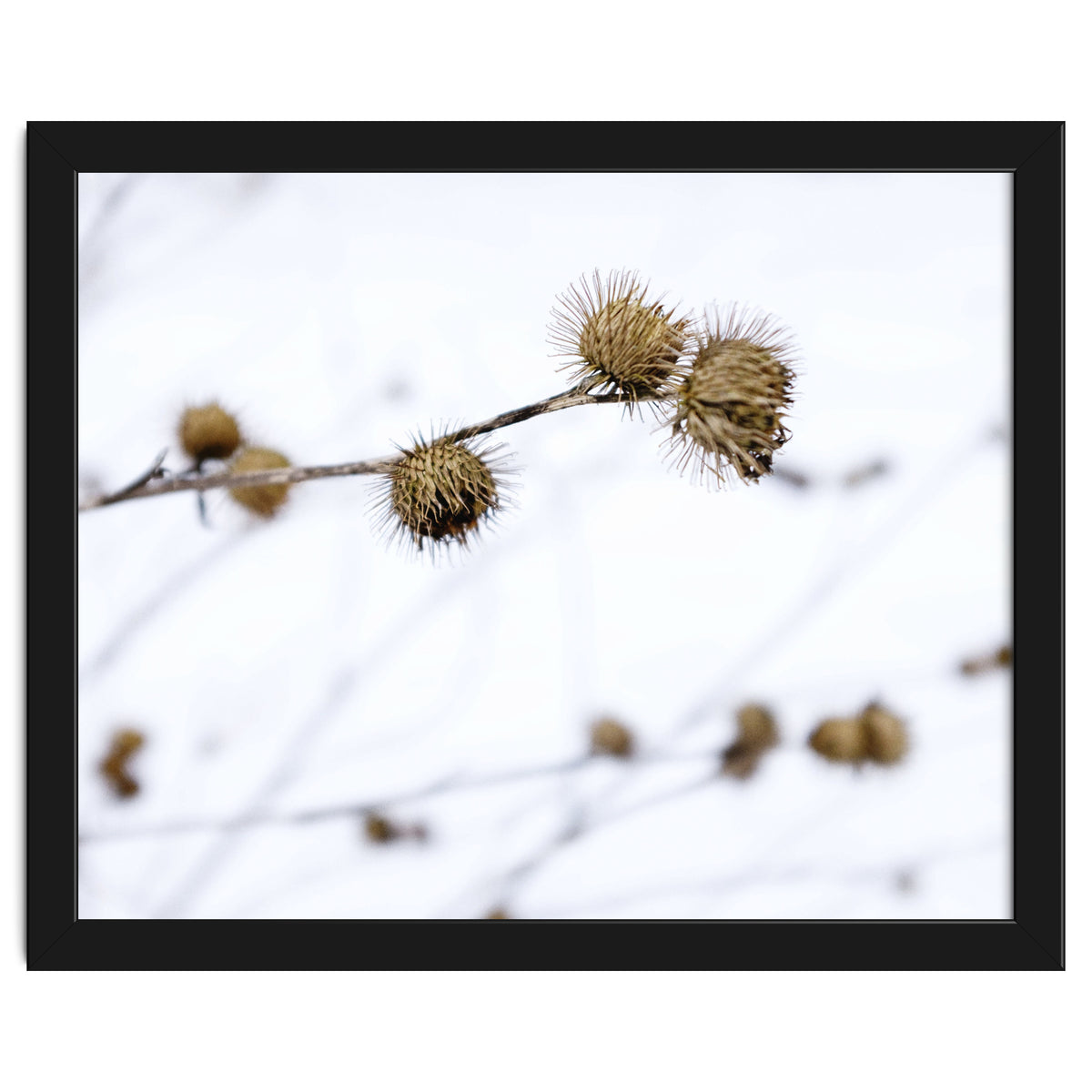 Winter Thistles