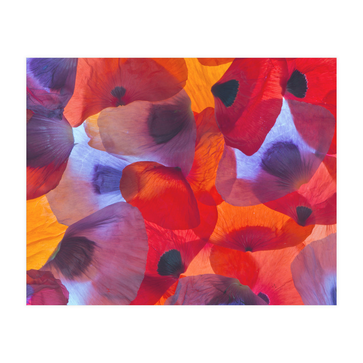 Poppy Petals (Print Only)
