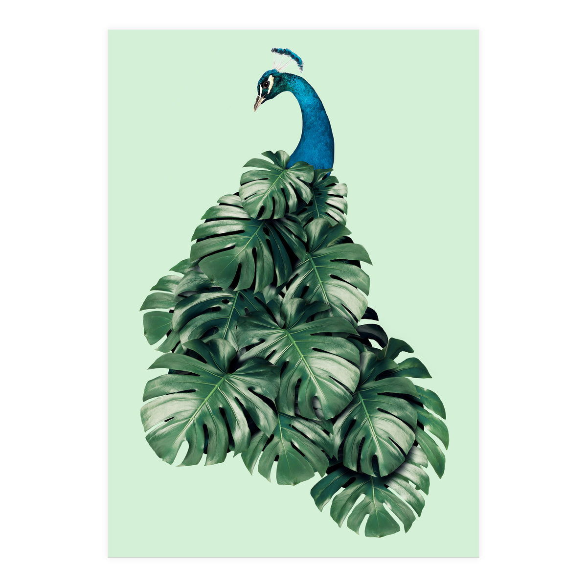 Monstera Bird (Print Only)