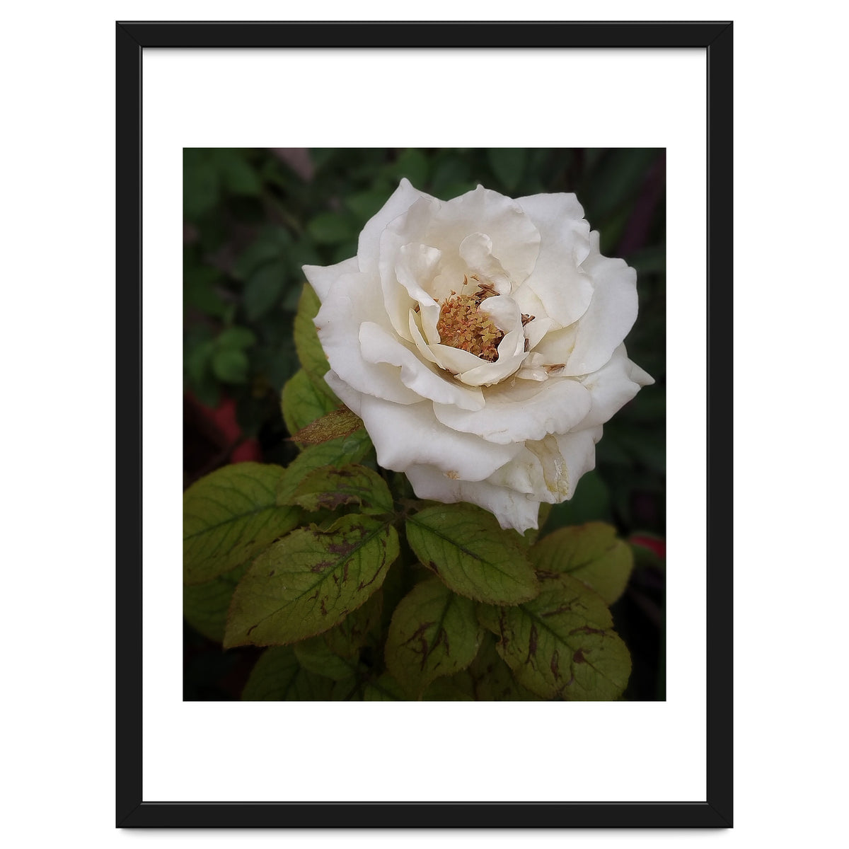 Fabulous White Rose Garden