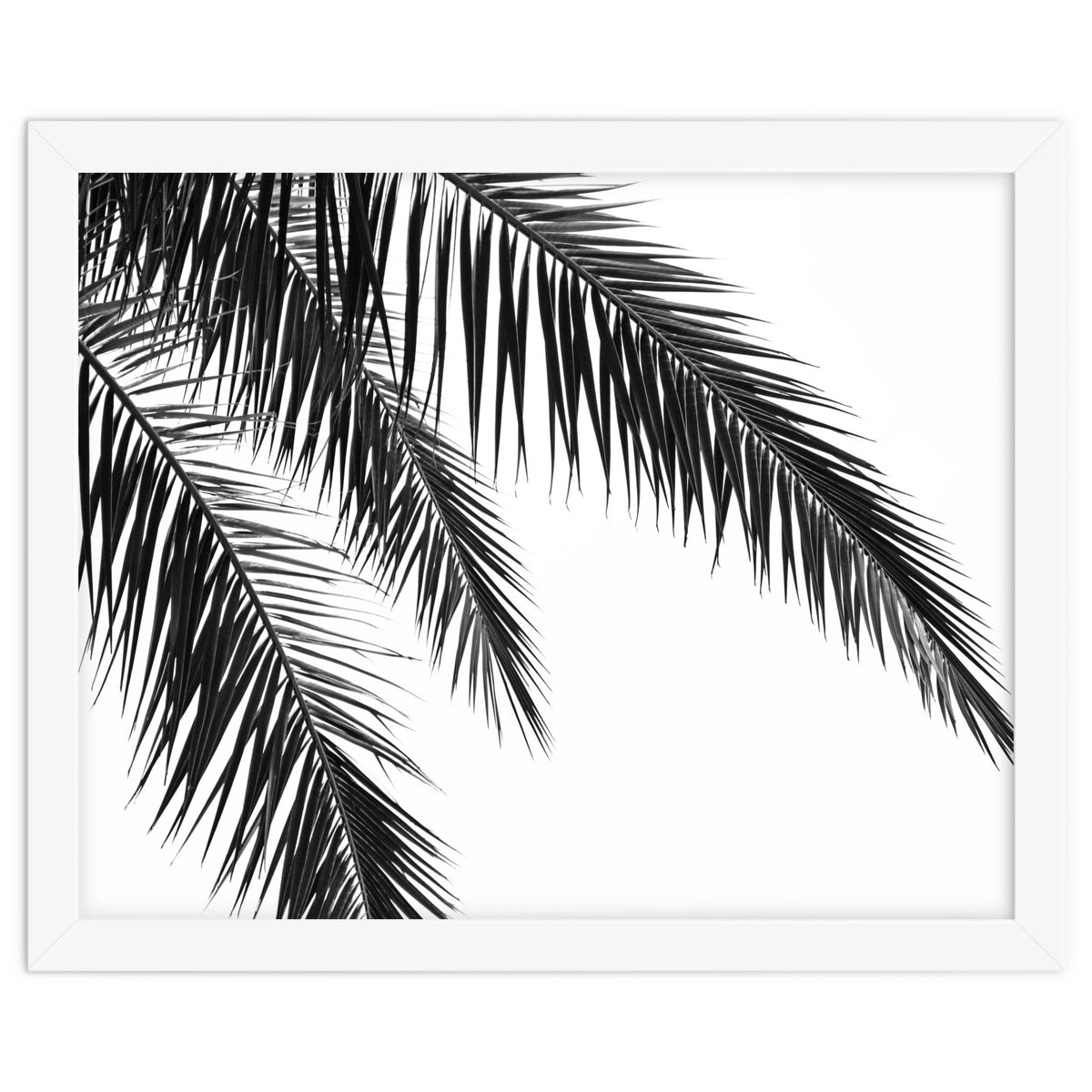 Palm Leaves
