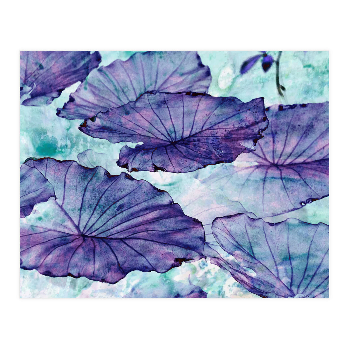 Botanical Surrealism (Print Only)