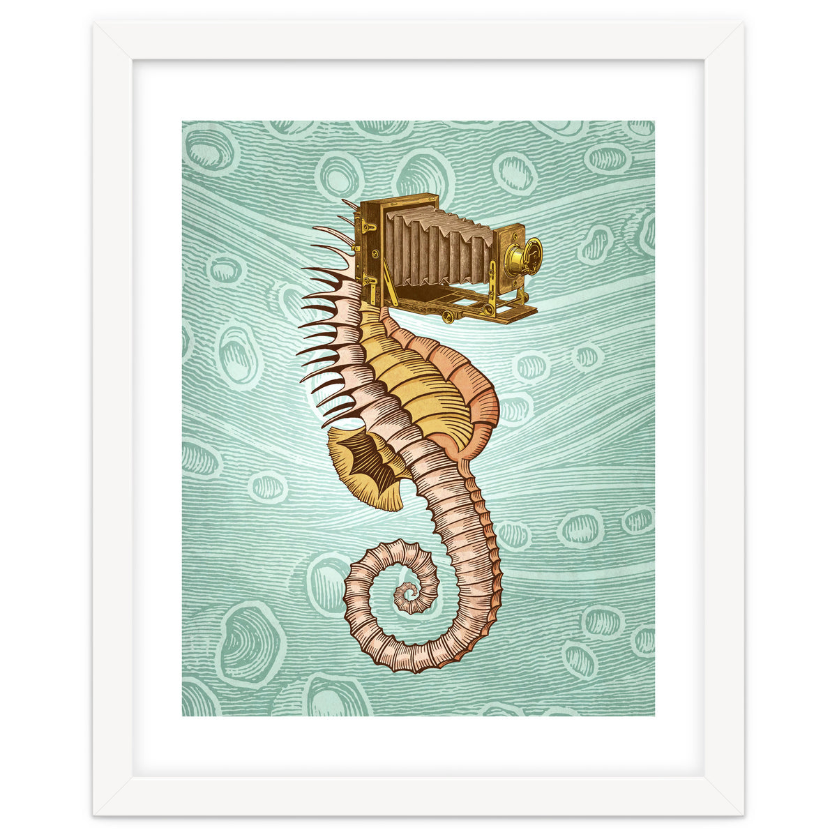 Hippocampus Camerarum