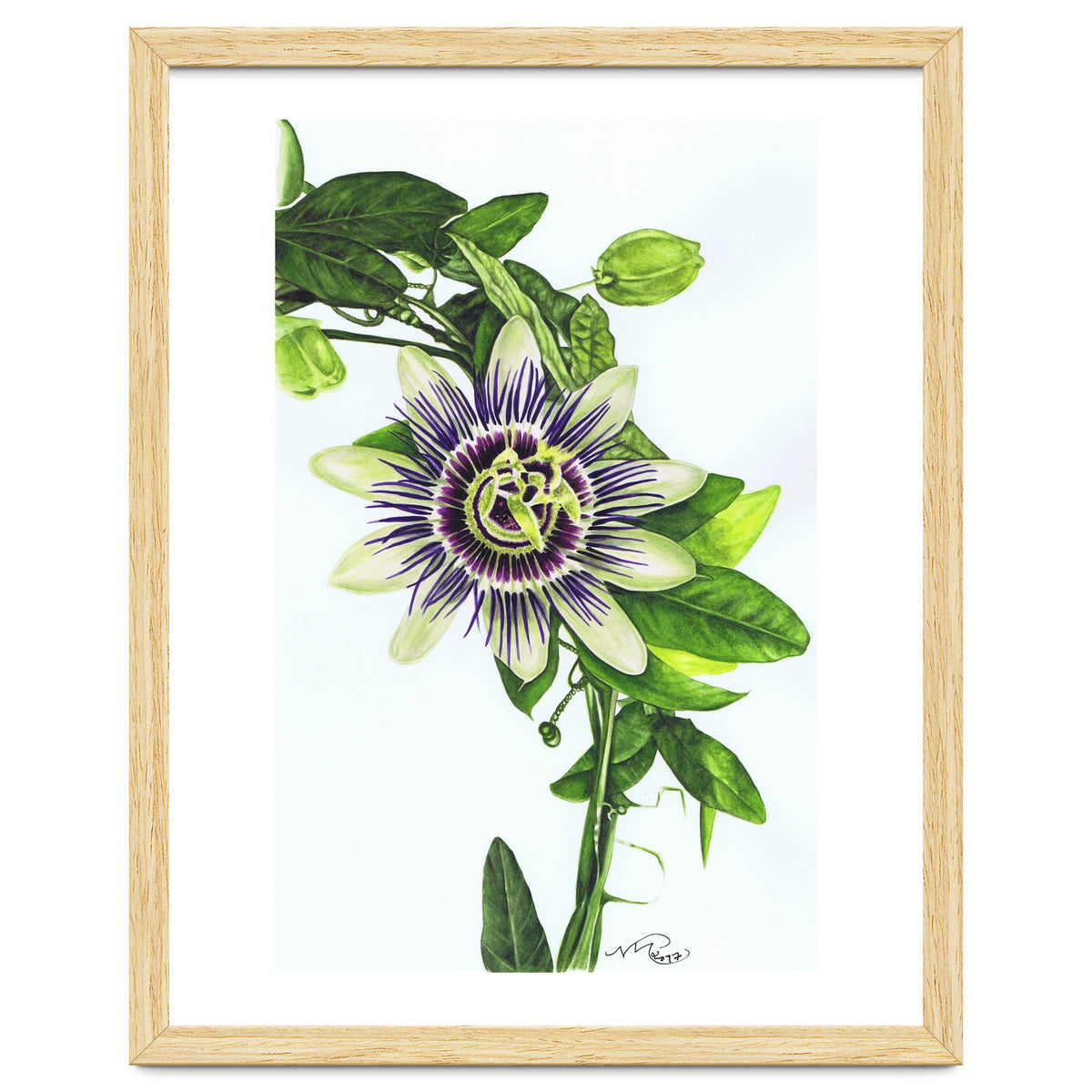 Passion Flower