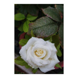 Angel Rose (Print Only) thumbnail