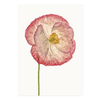 Cc Poppy 06 (Print Only)