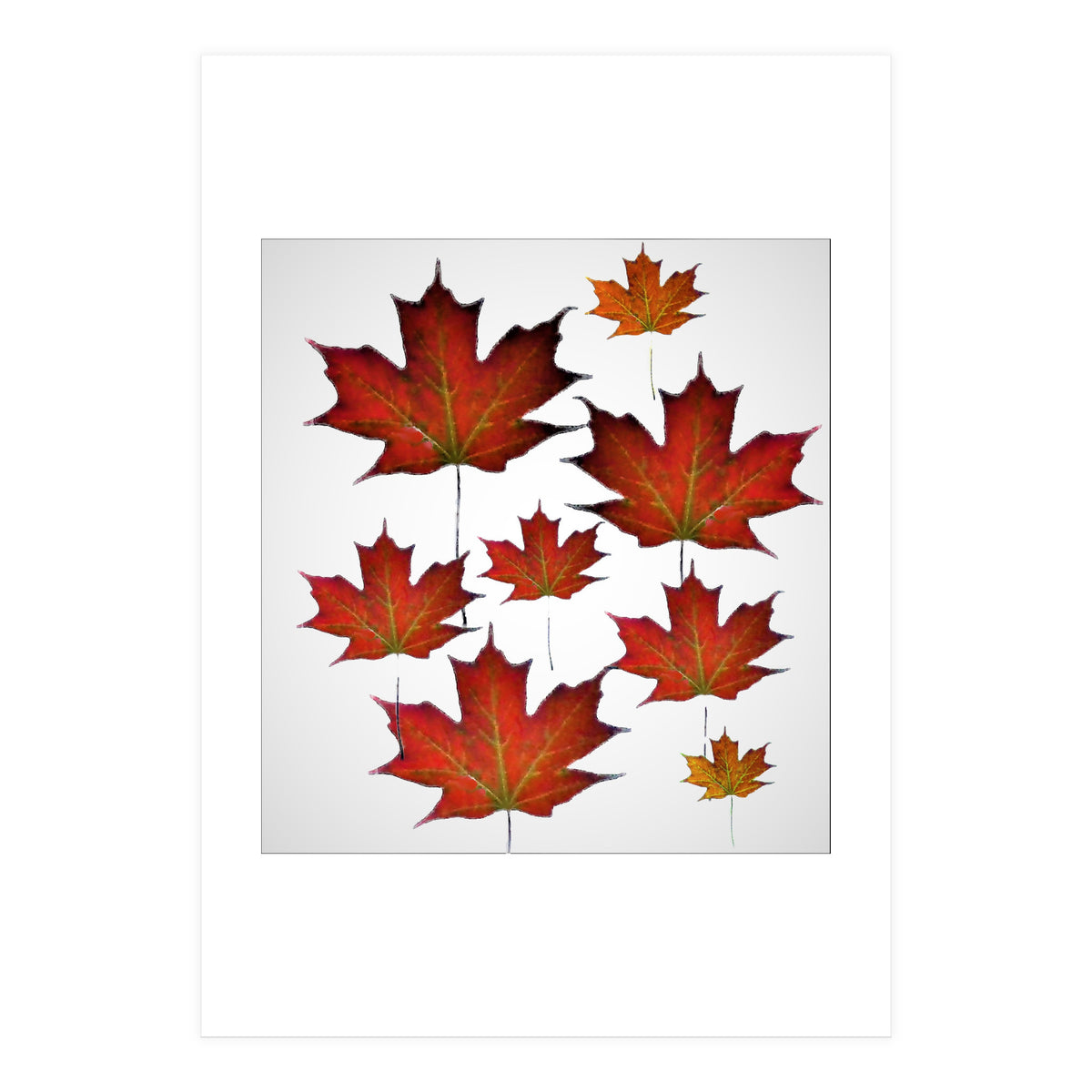Autumn  leaves (Print Only)