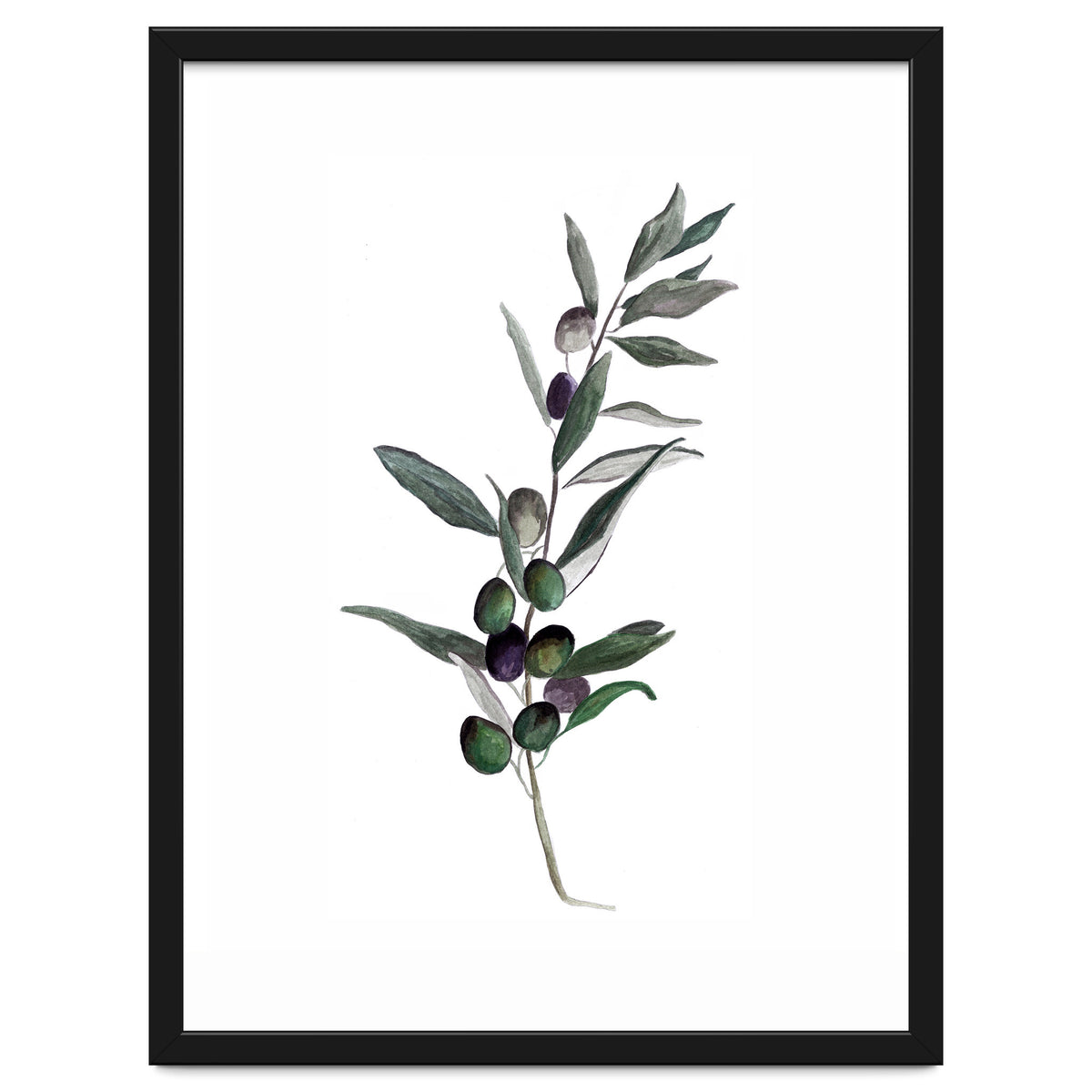 Botanical Illustration Olive