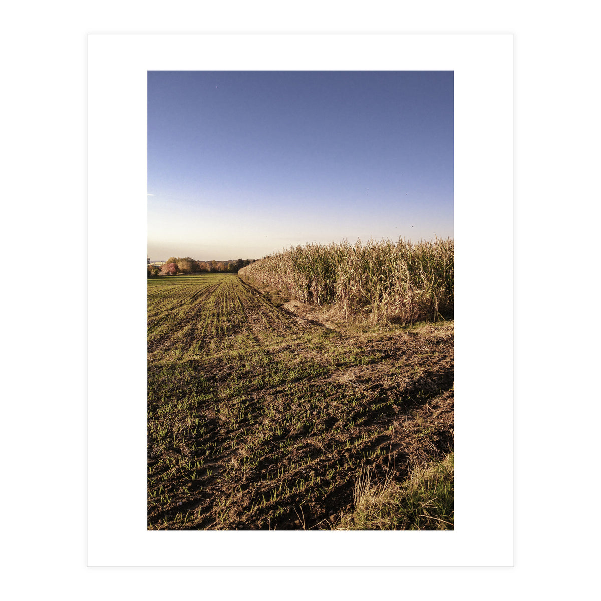 Bucolism 3 (Print Only)