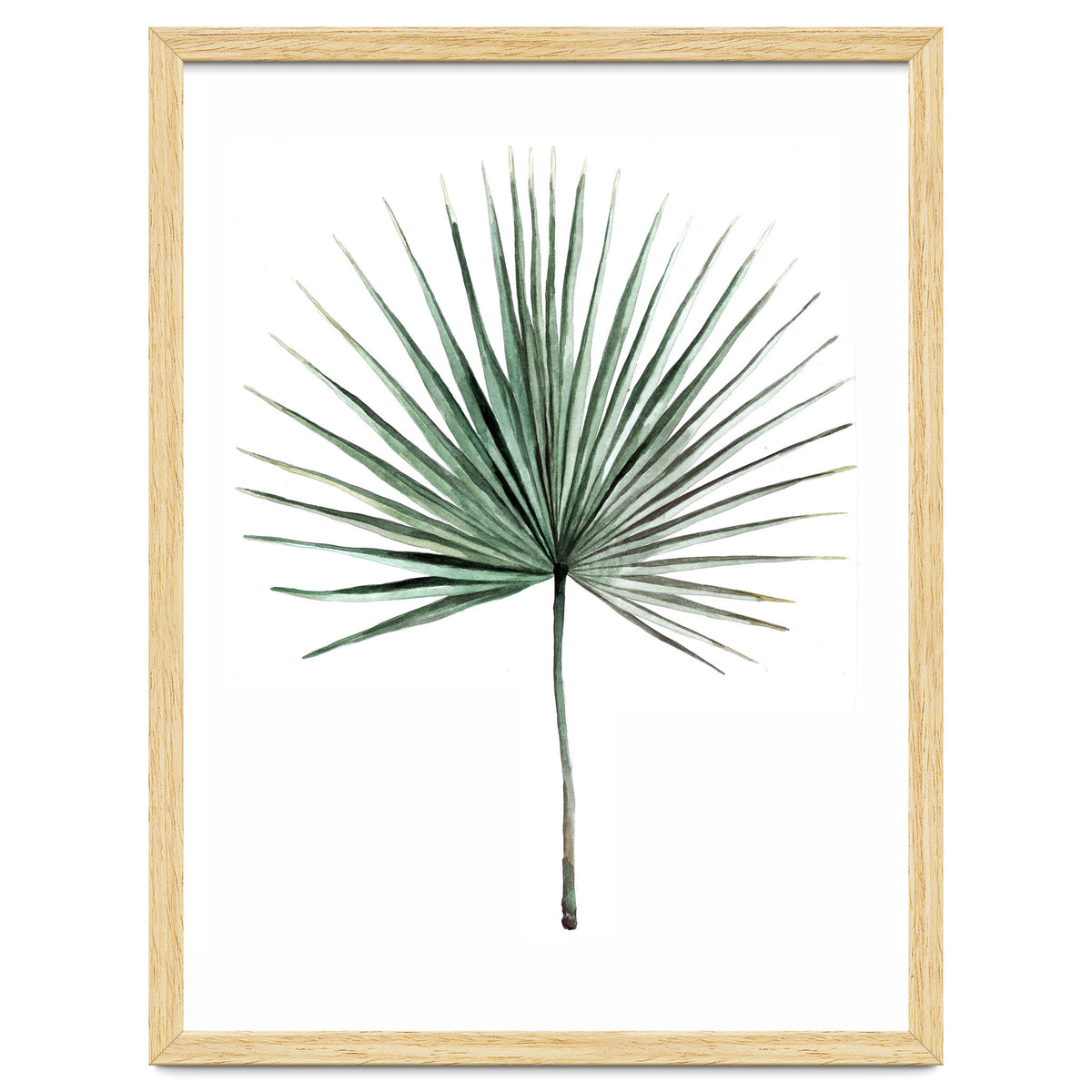 Botanical Illustration Fanpalm