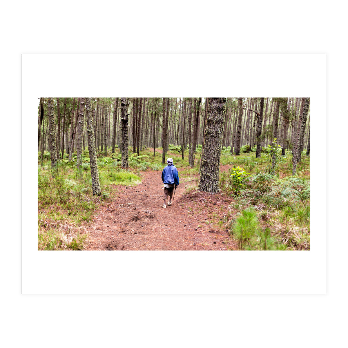 Into the forest (Print Only)