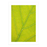 Autumn Leaf (Print Only) thumbnail