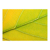 Autumn Leaf (Print Only) thumbnail