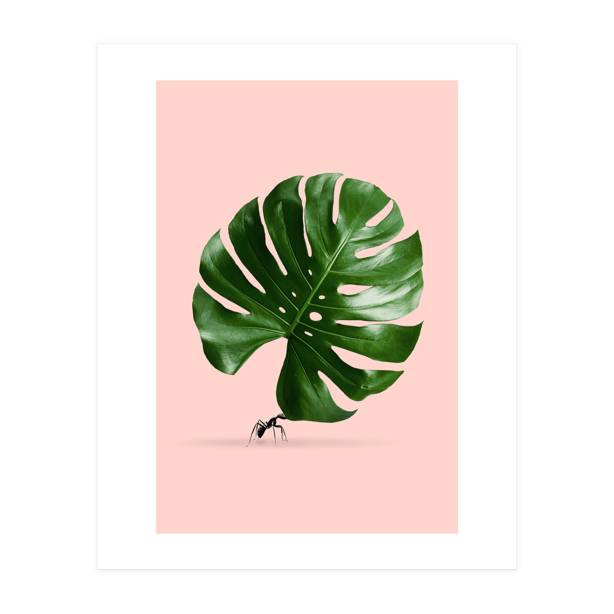 Monstera Ant (Print Only)