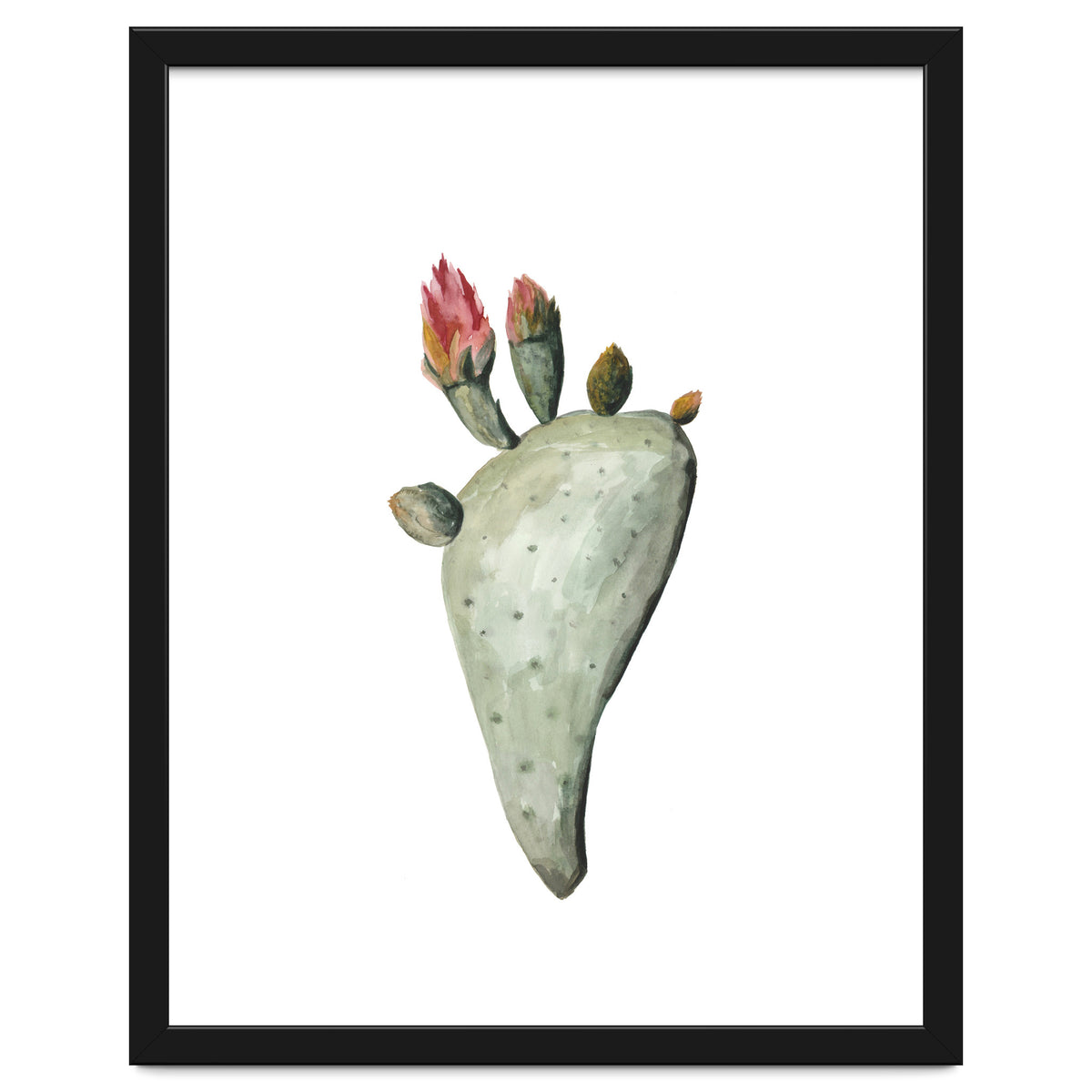 Botanical Illustration Cactus Flowers