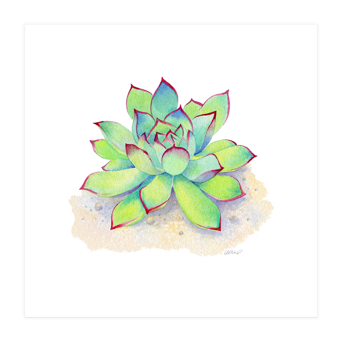 Pink Tip Succulent (Print Only)
