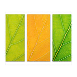 Autumn Leaves (Print Only) thumbnail