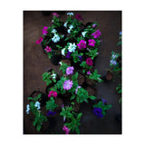 Beautiful Flower Garden (Print Only) thumbnail