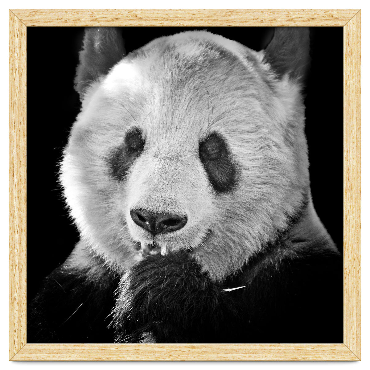 Great Panda