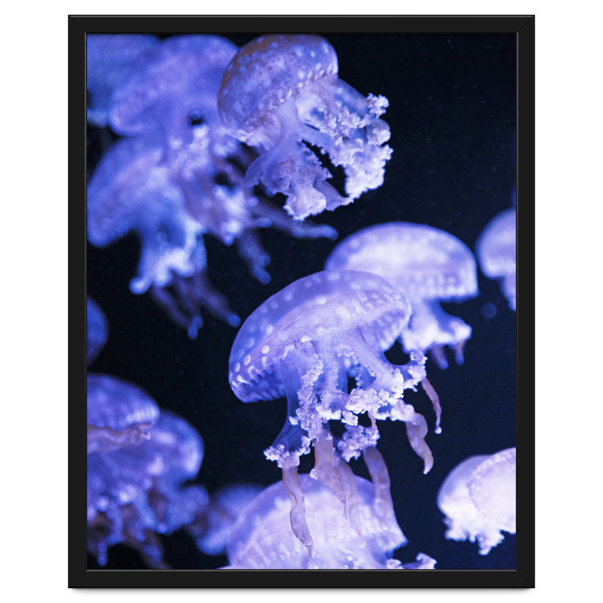 Jellyfish