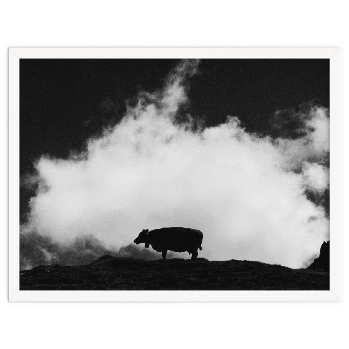 cow and cloud
