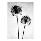 Dandelion  (Print Only) thumbnail