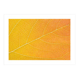 Autumn Leaf (Print Only) thumbnail