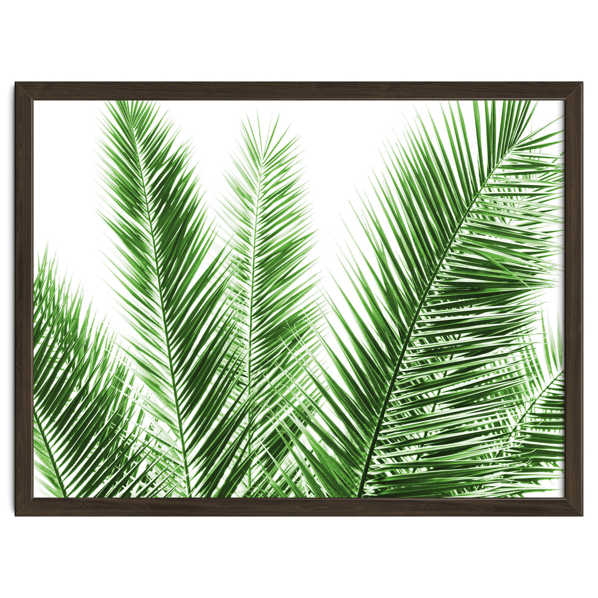 Palm Leaves
