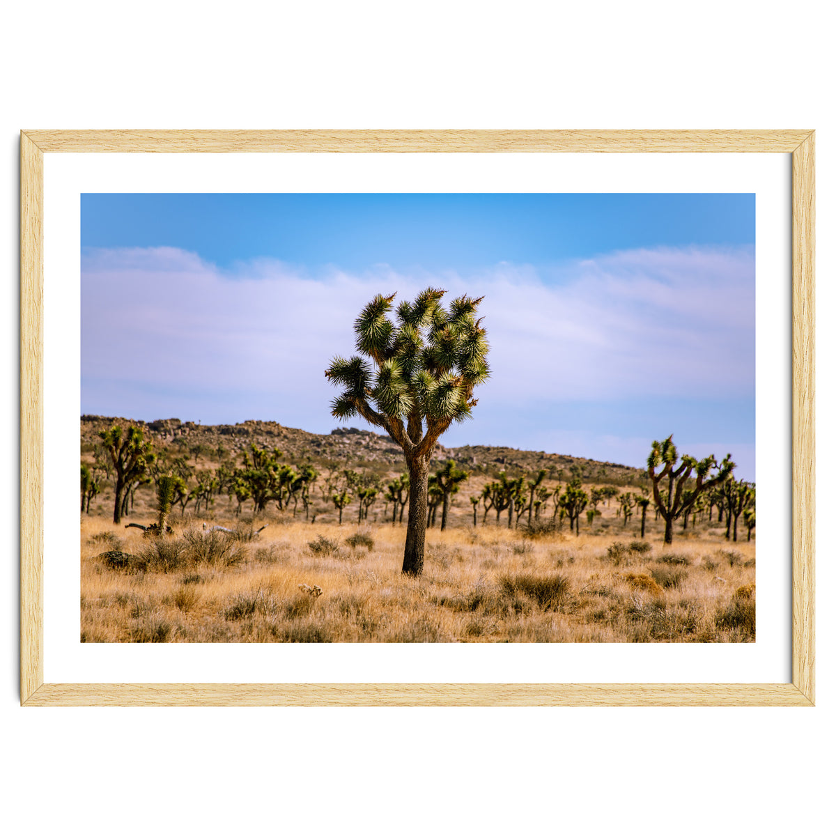 Joshua Tree