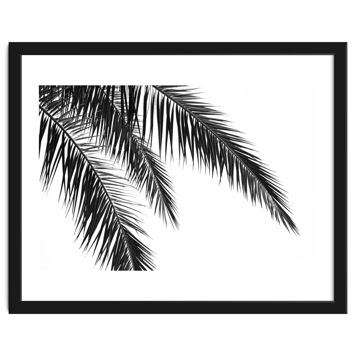 Palm Leaves