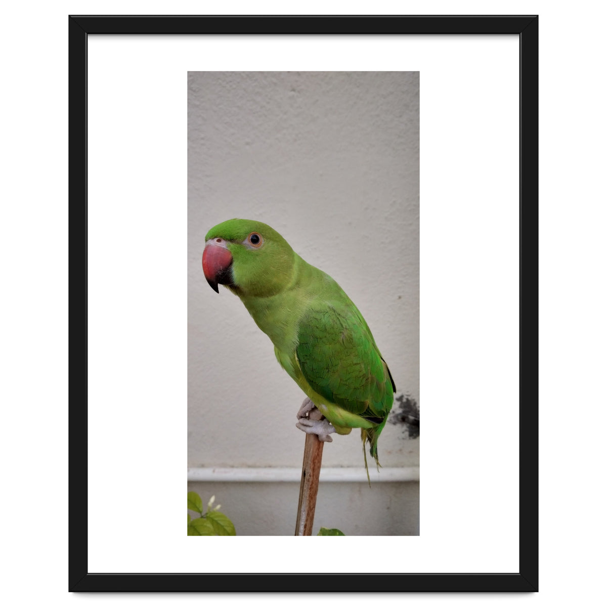 Beautiful Indian Parakeet