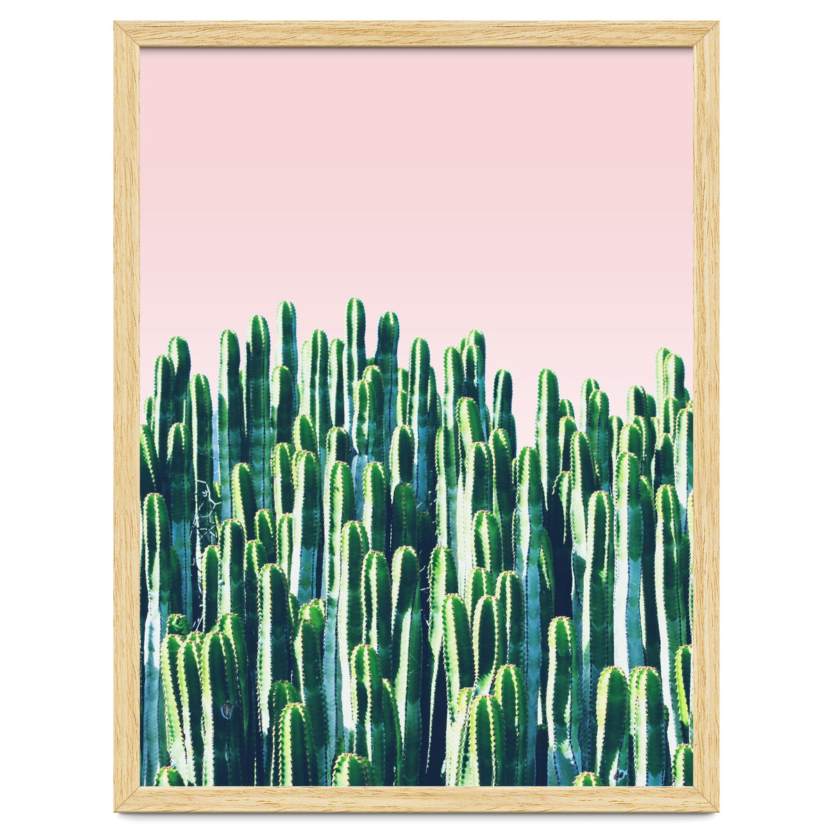 Cactus & Sunset II
