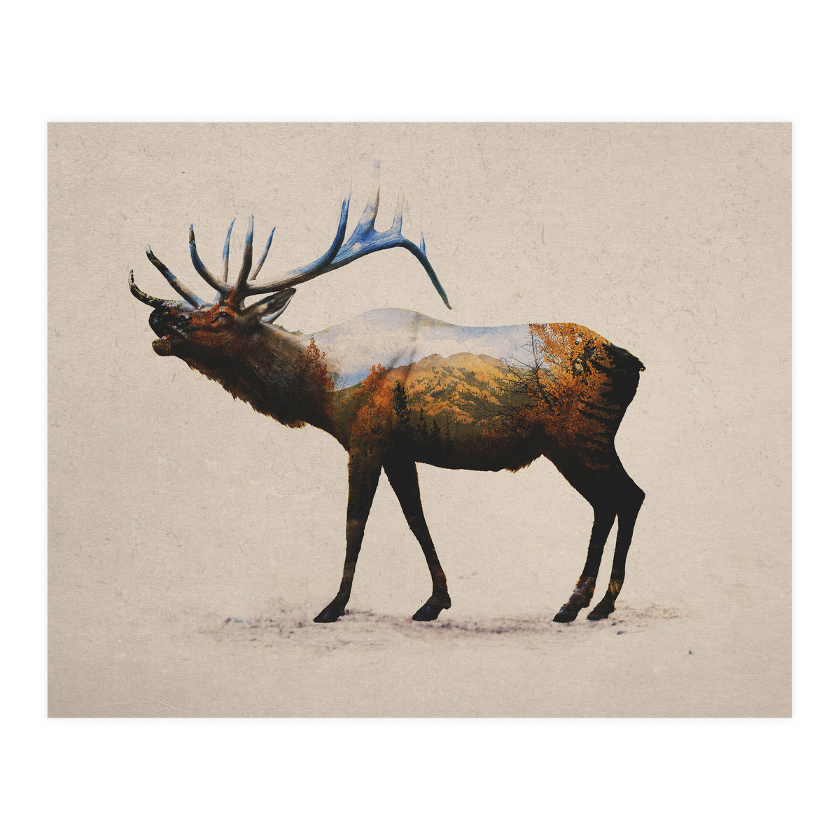 The Rocky Mountain Elk (Print Only)