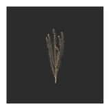 Delicate Fynbos Botanicals in Gold and Black - Square (Print Only) thumbnail