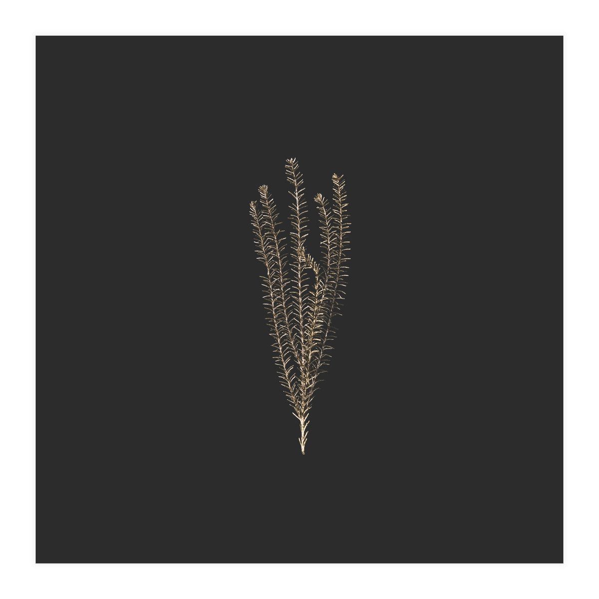 Delicate Fynbos Botanicals in Gold and Black - Square (Print Only)