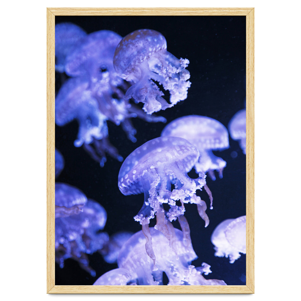 Jellyfish