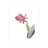 Botanical Illustration Pink Cactus Flower (Print Only) thumbnail