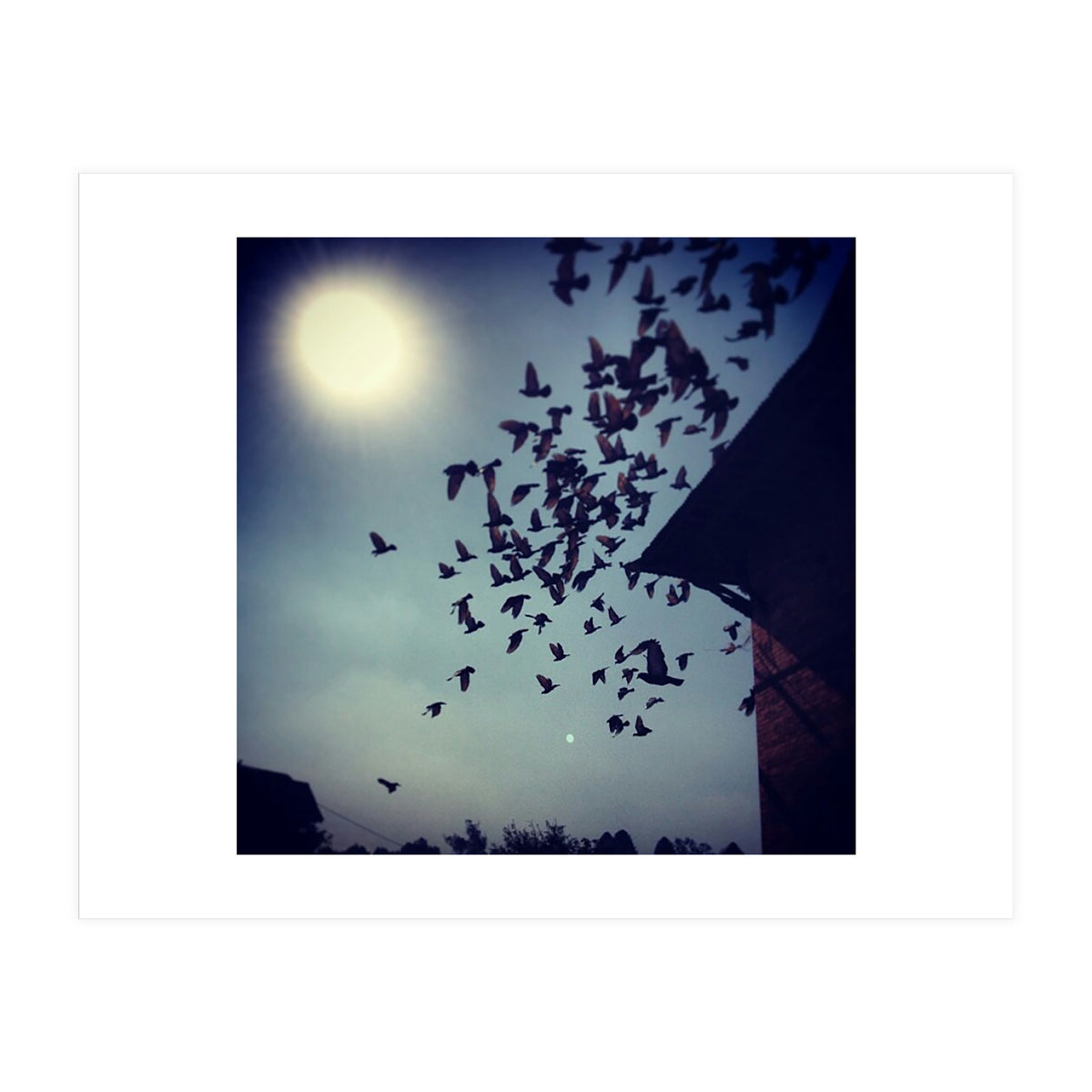 Free Birds (Print Only)