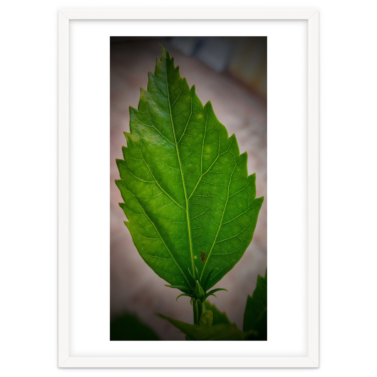 Hibiscus Plant Petal