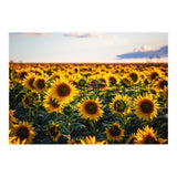Summer Sunflowers (Print Only) thumbnail