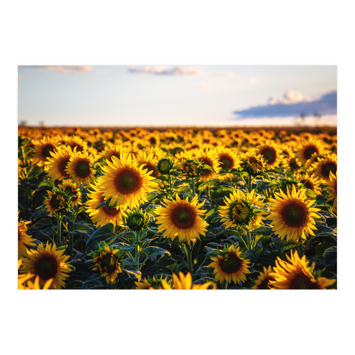 Summer Sunflowers (Print Only)