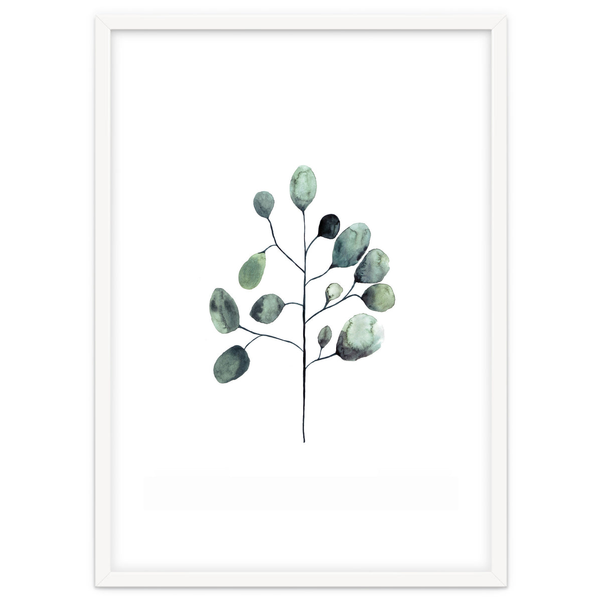 Botanical Illustration Eukalyptus