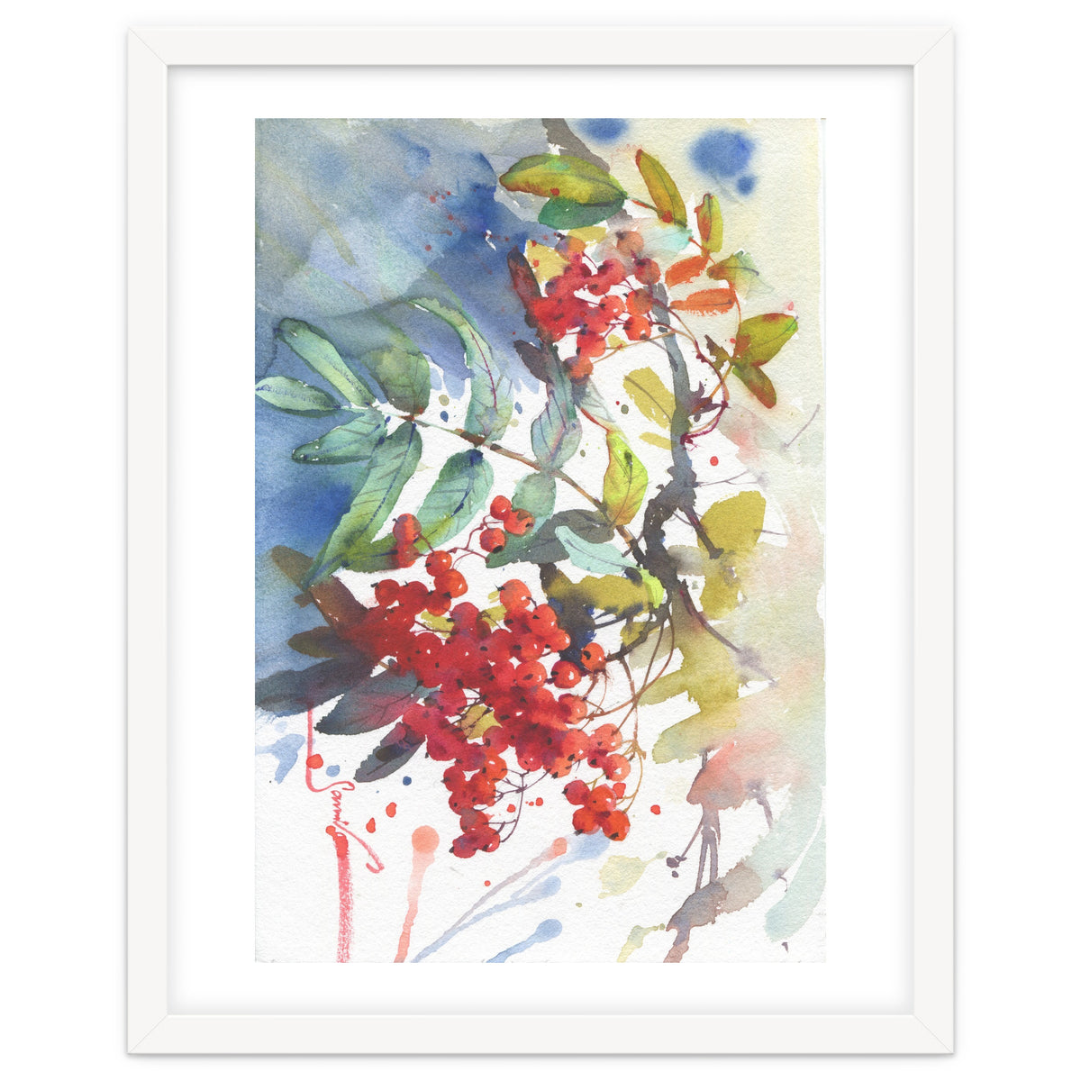 Viburnum / Guelder rose