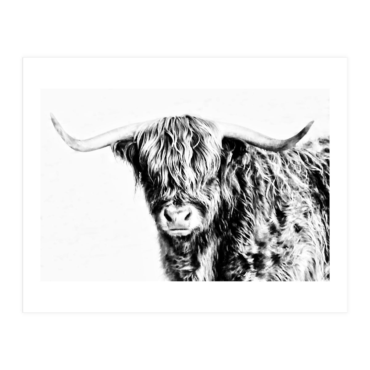 Highland bull (Print Only)