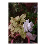 White Rose Garden (Print Only) thumbnail