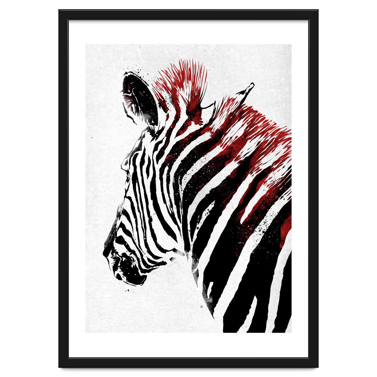 Zebra