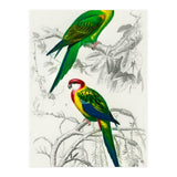 Different types of birds illustrated (Print Only) thumbnail