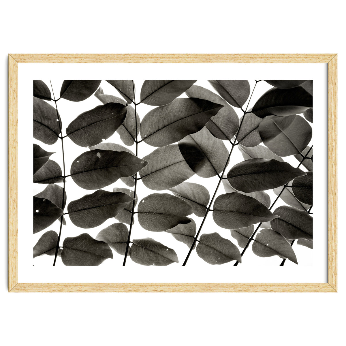 Branches and Leaves I