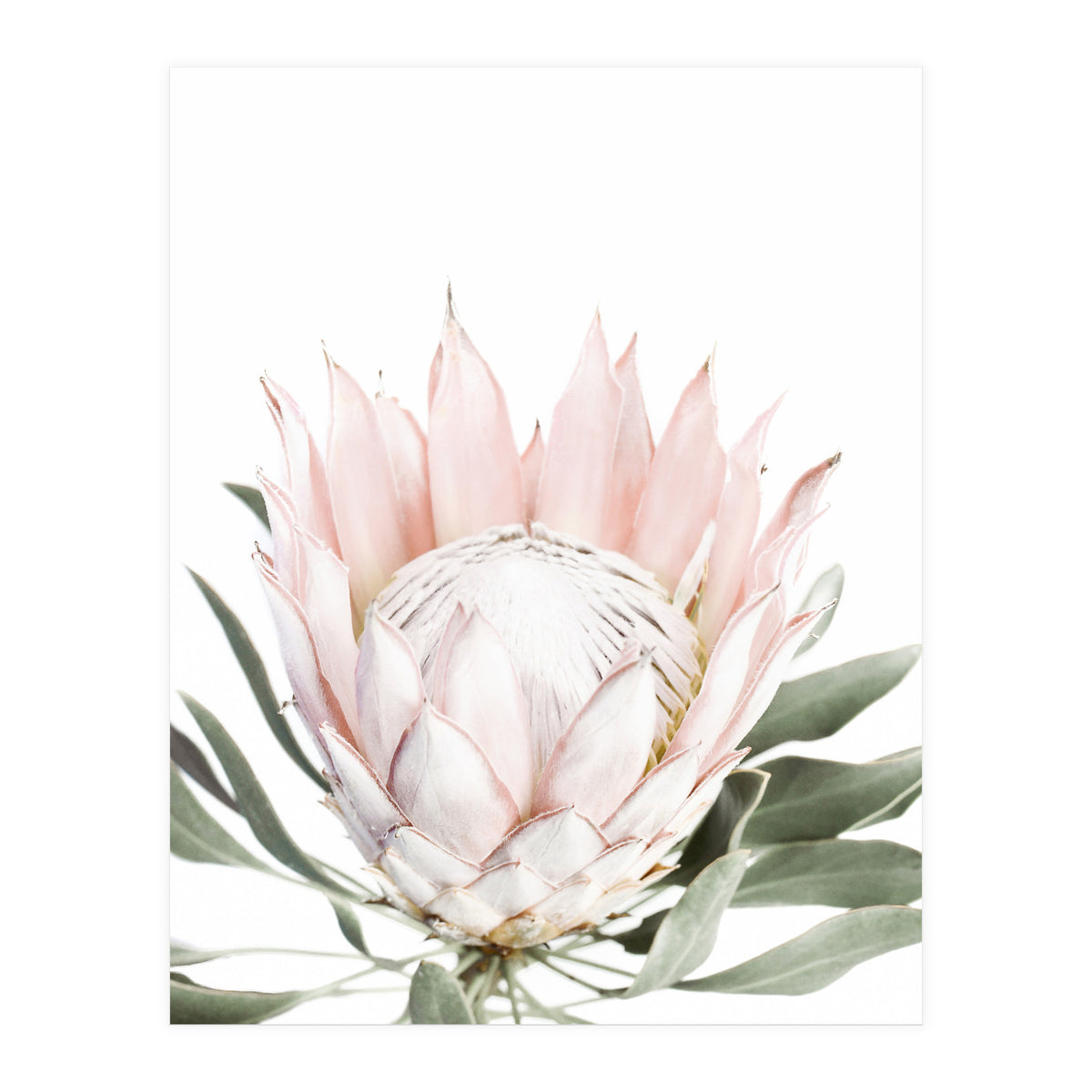 Blush Protea Flower (Print Only)