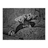 Drift wood (Print Only) thumbnail
